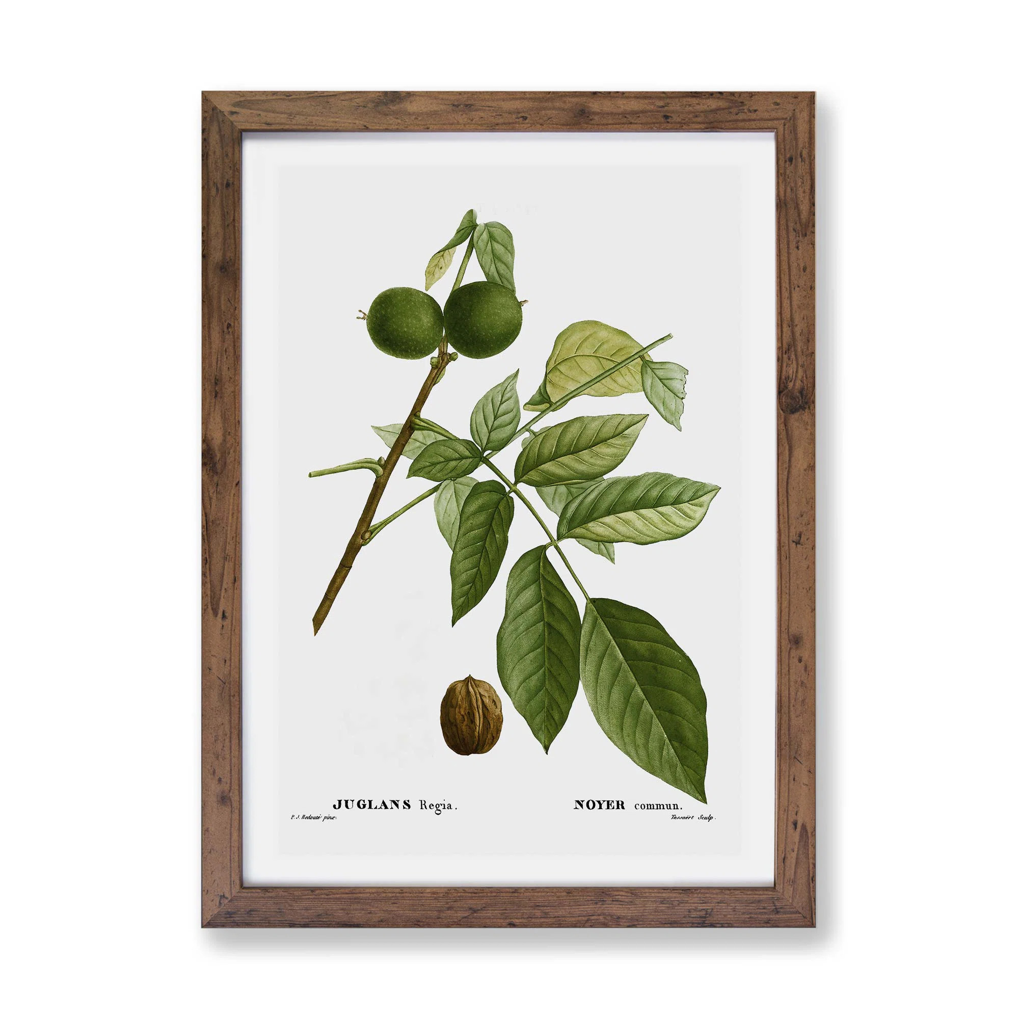 English Walnut Tree by Pierre-Joseph Redoute - Single Picture Frame Painting | Wayfair UK