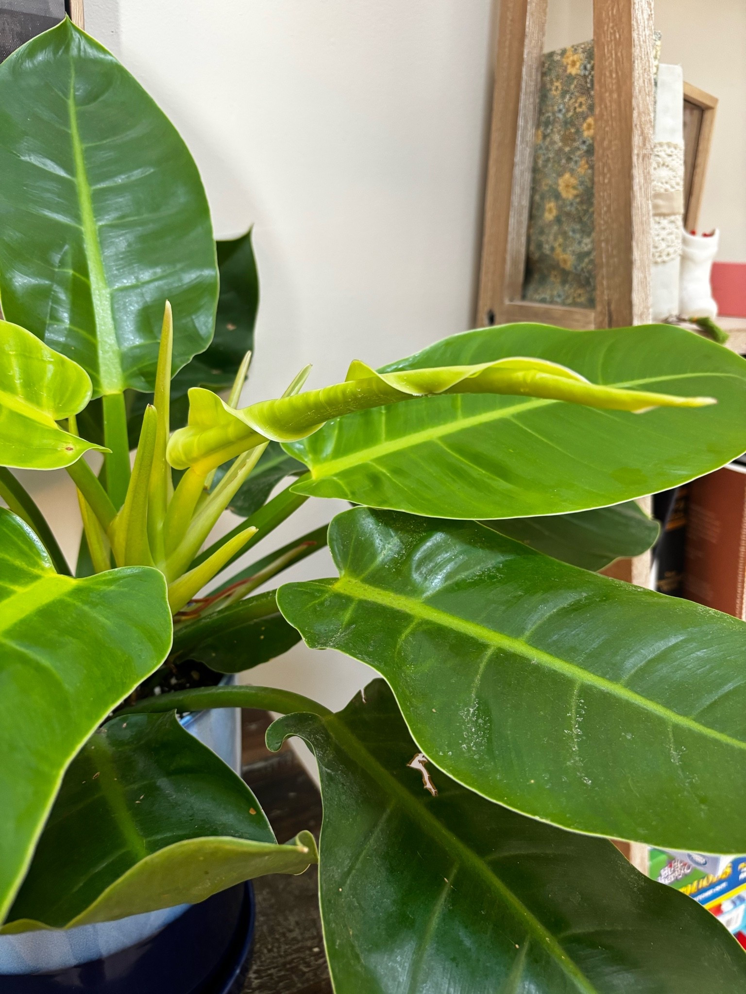 So much new growth on my midnight pathos!

#LTKU #LTKSeasonal #LTKHome