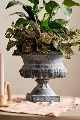Low Cast Iron Urn Planter | Anthropologie (US)