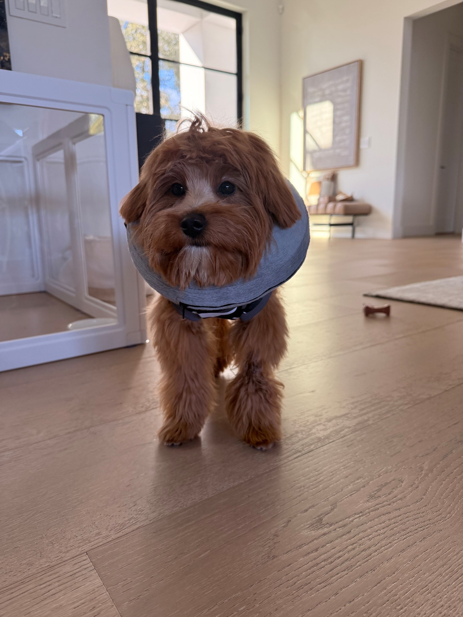 Remy's post surgical suit & donut. He has the size small in both and he's 8.5 lbs with a 7 inch collar size 
