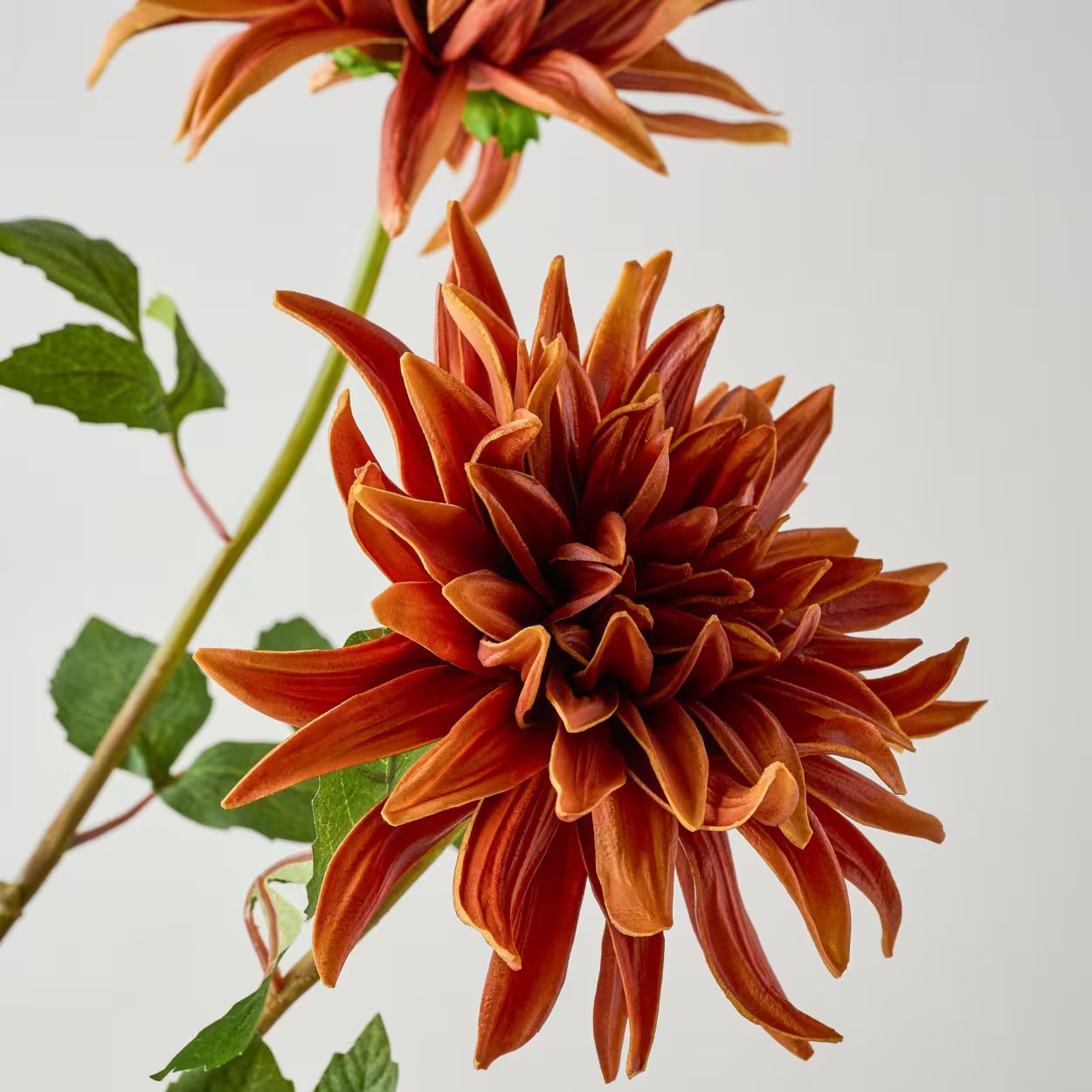 Autumnal Dahlia | Magnolia