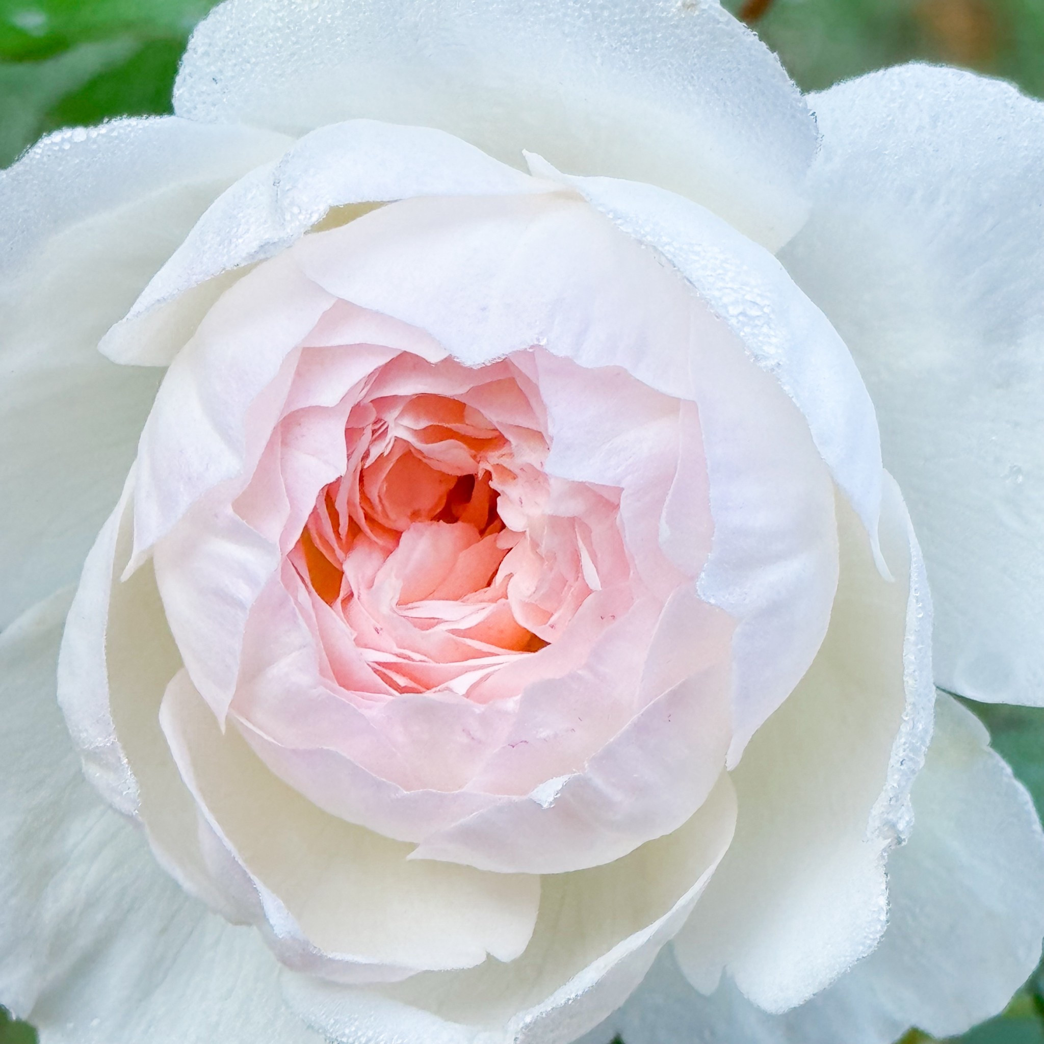 Bolero is one of my favorite roses! It’s perfect for a cottage garden!!! 

#LTKWedding #LTKSeasonal #LTKHome