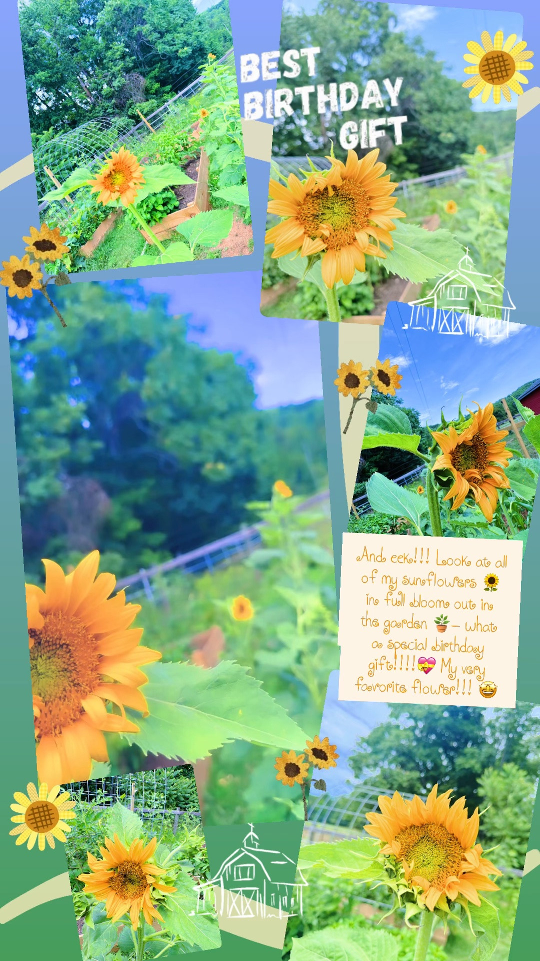And eek!!! Look at all of my sunflowers 🌻 in full bloom out in the garden 🪴- what a special birthday gift!!!!💝 My very favorite flower!!! 🤩