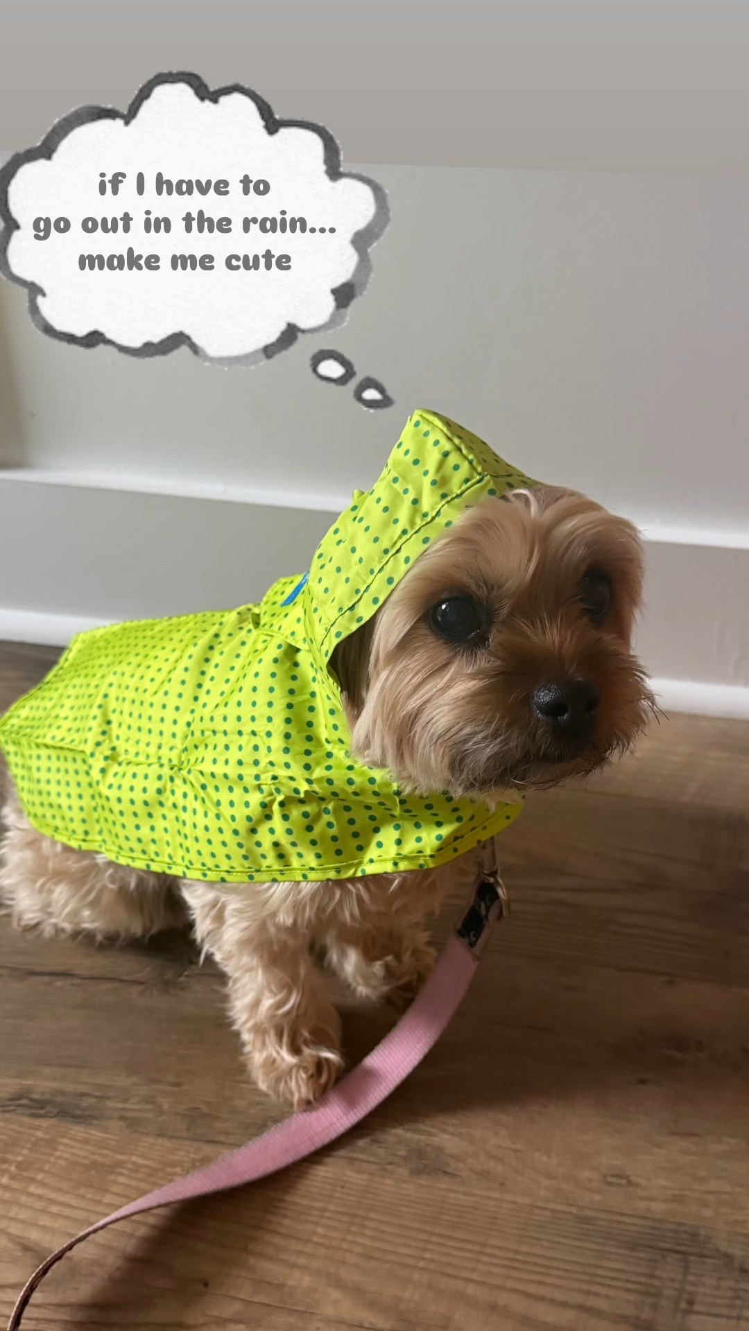 Dogs want to be cute in the rain too! 

Shop some of Millie's favorite rain jackets.

#LTKStyleTip #LTKFindsUnder50 #LTKPets