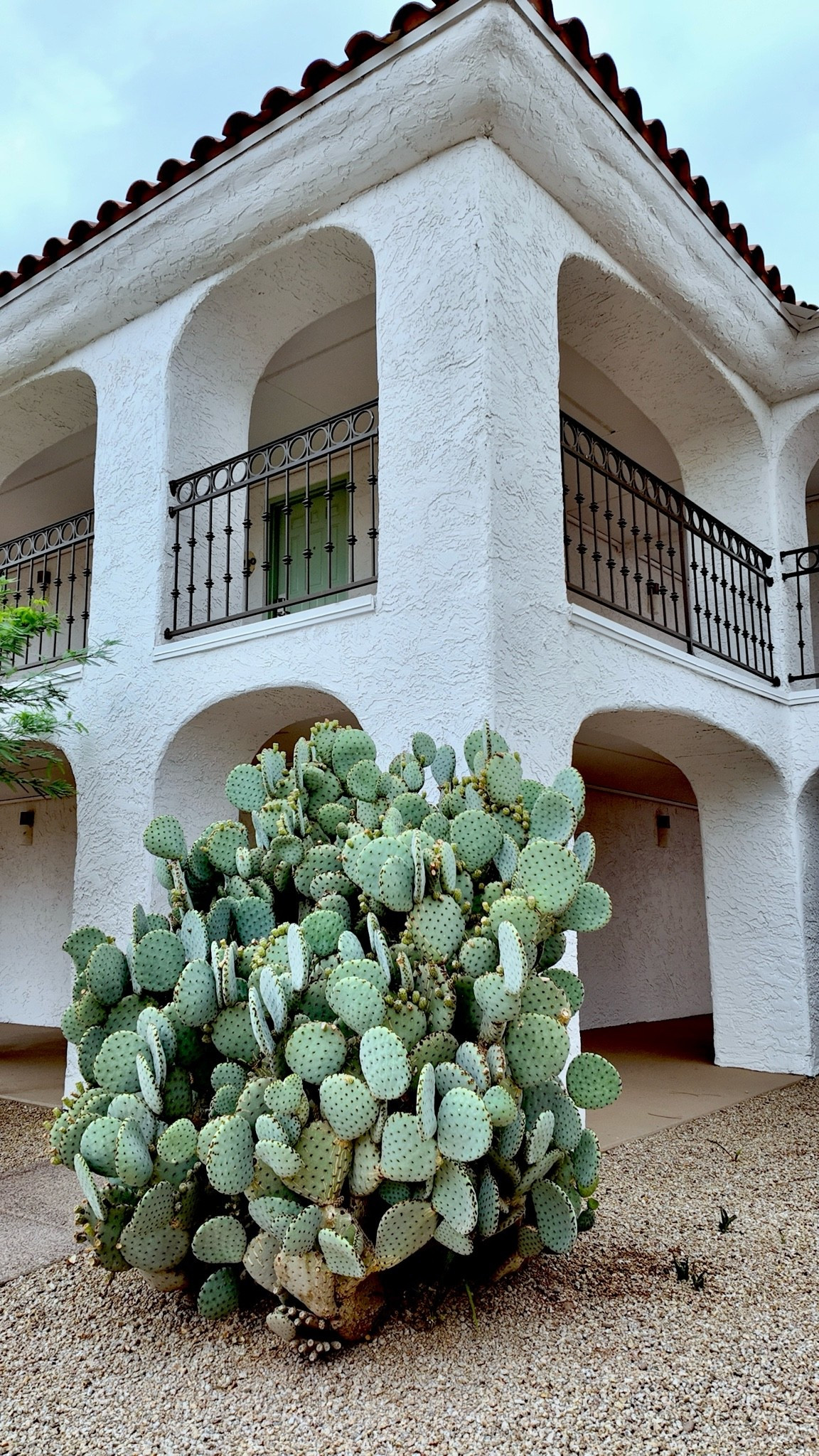 Cactus life in Scottsdale, AZ using the DJI Osmo pocket 3….best investment ever!

#LTKdayinmylife #LTKvlog #LTKTravel