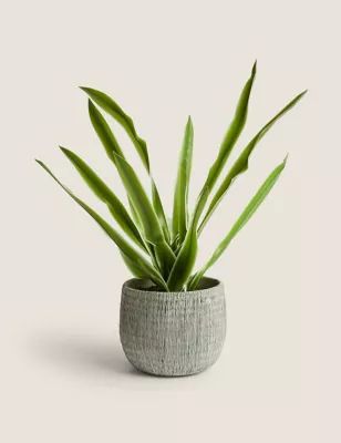 Artificial House Plant in Textured Pot | M&S | Marks & Spencer (UK)