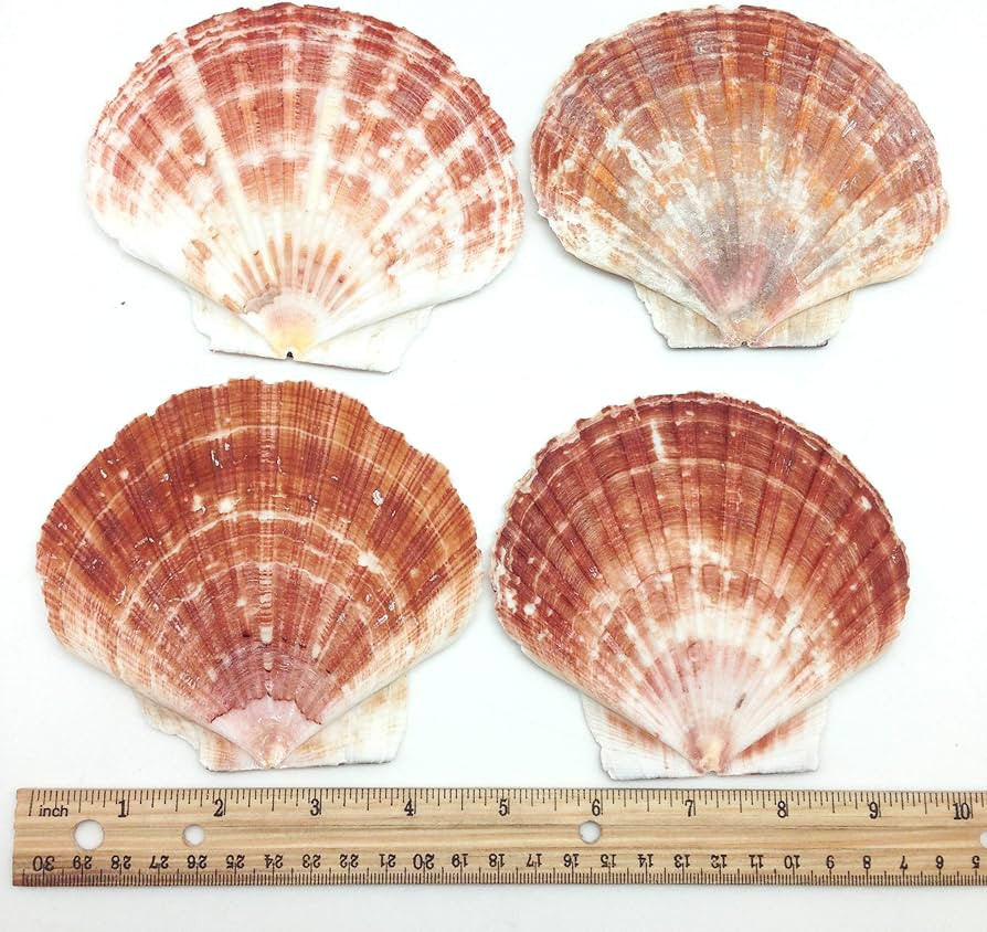 PEPPERLONELY 6 PC Large Great Scallop Sea Shells, Irish Flat Shells, 4 Inch~5 Inch | Amazon (US)