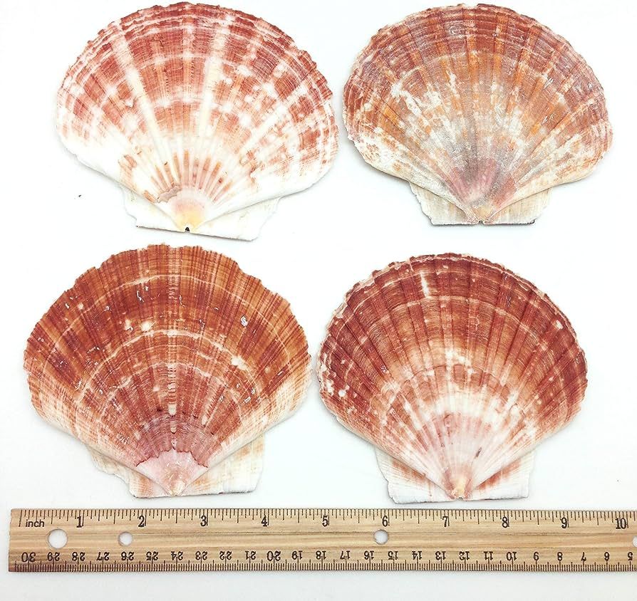 PEPPERLONELY 6 PC Large Great Scallop Sea Shells, Irish Flat Shells, 4 Inch~5 Inch | Amazon (US)