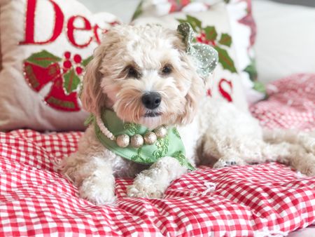 Christmas home decor throw blankets and pillows for the perfect holiday photoshoot with your dog 
#ltkdog 

#LTKSeasonal #LTKHoliday #LTKfamily