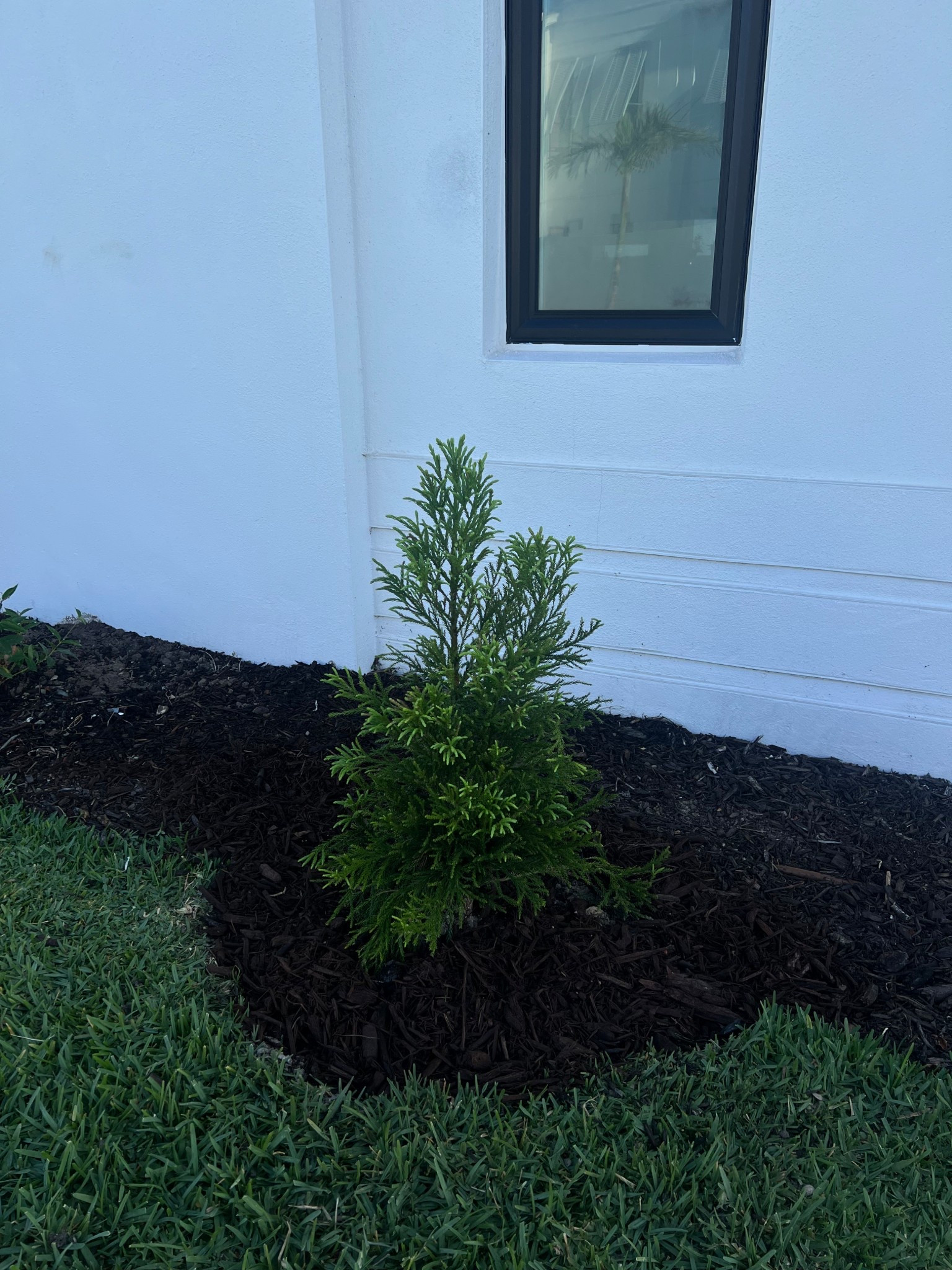I wanted a pine tree that would survive in Florida. This one was recommended to me I’ll let you know how it grows 😊

Yoshino Evergreen Tree 
Japanese Cedar Tree
Landscaping 
Outdoor decor

#LTKHome #LTKFamily #LTKFindsUnder100
