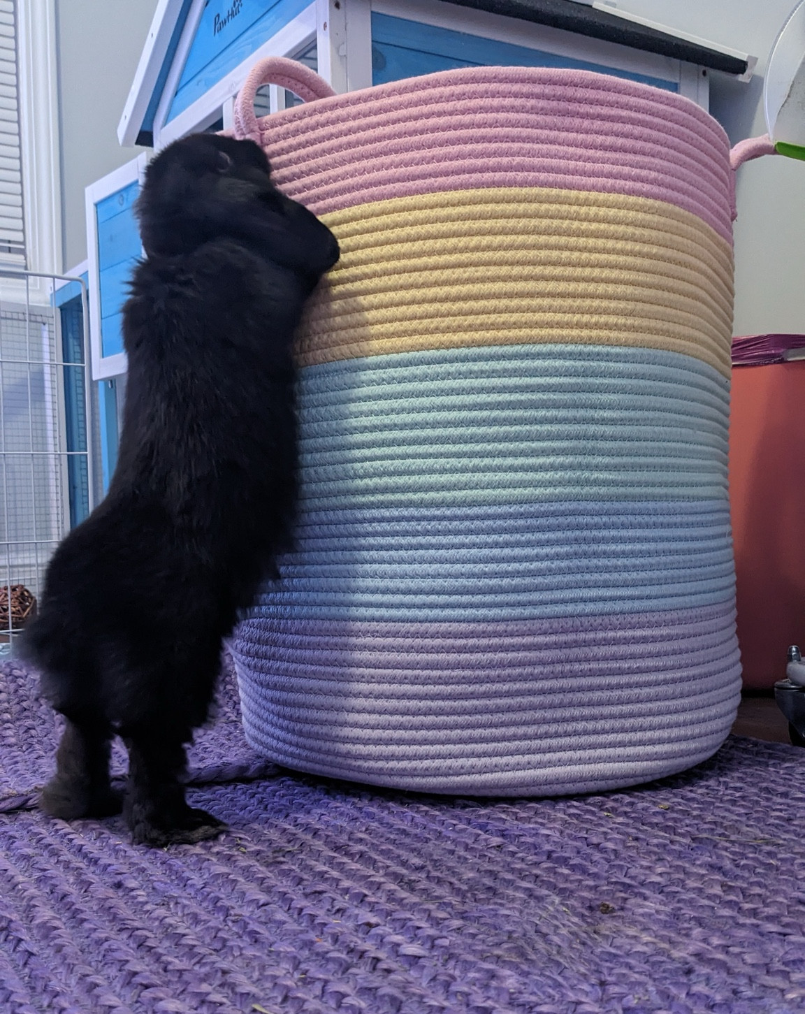 🤭 bunny laundry 🤭 fun fact: bunnies have a TON of laundry on a weekly basis 😅 but, thankfully kite loves his colorful laundry hamper 🌈

#LTKfindsunder50 #LTKfamily #LTKhome