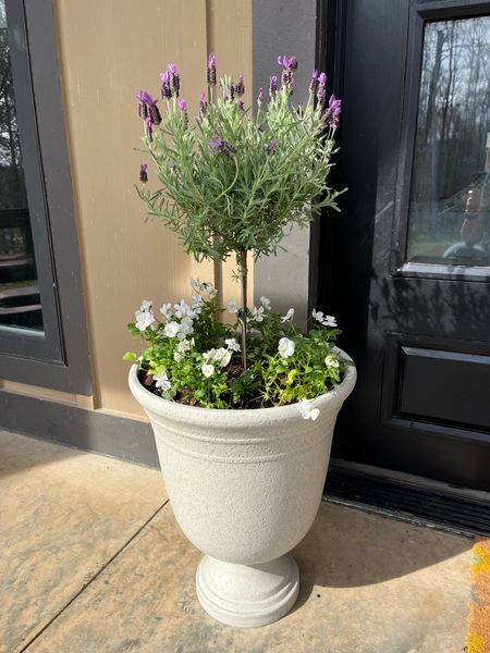 Spring Planting: container garden 

#spring
#lavender tree
#plants
#planter


#LTKfindsunder50 #LTKSeasonal #LTKhome