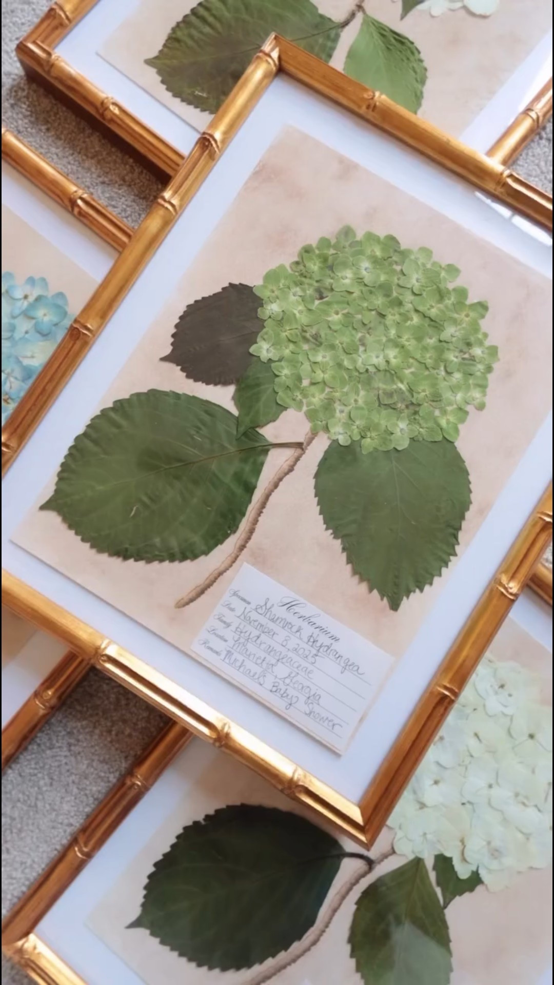 I wanted a really beautiful way to keep the flowers from baby Michael’s gender reveal & baby shower frozen in time, so I got to work pressing them & figured out the anatomy of a botanical print. Turns out, it’s a lot easier than you think & now I’m addicted! Materials used linked on my LTK 💙