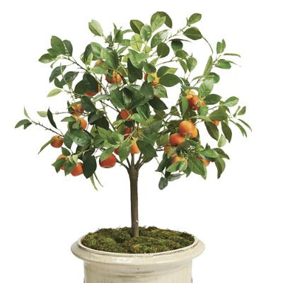 Outdoor Orange Tree | Frontgate | Frontgate