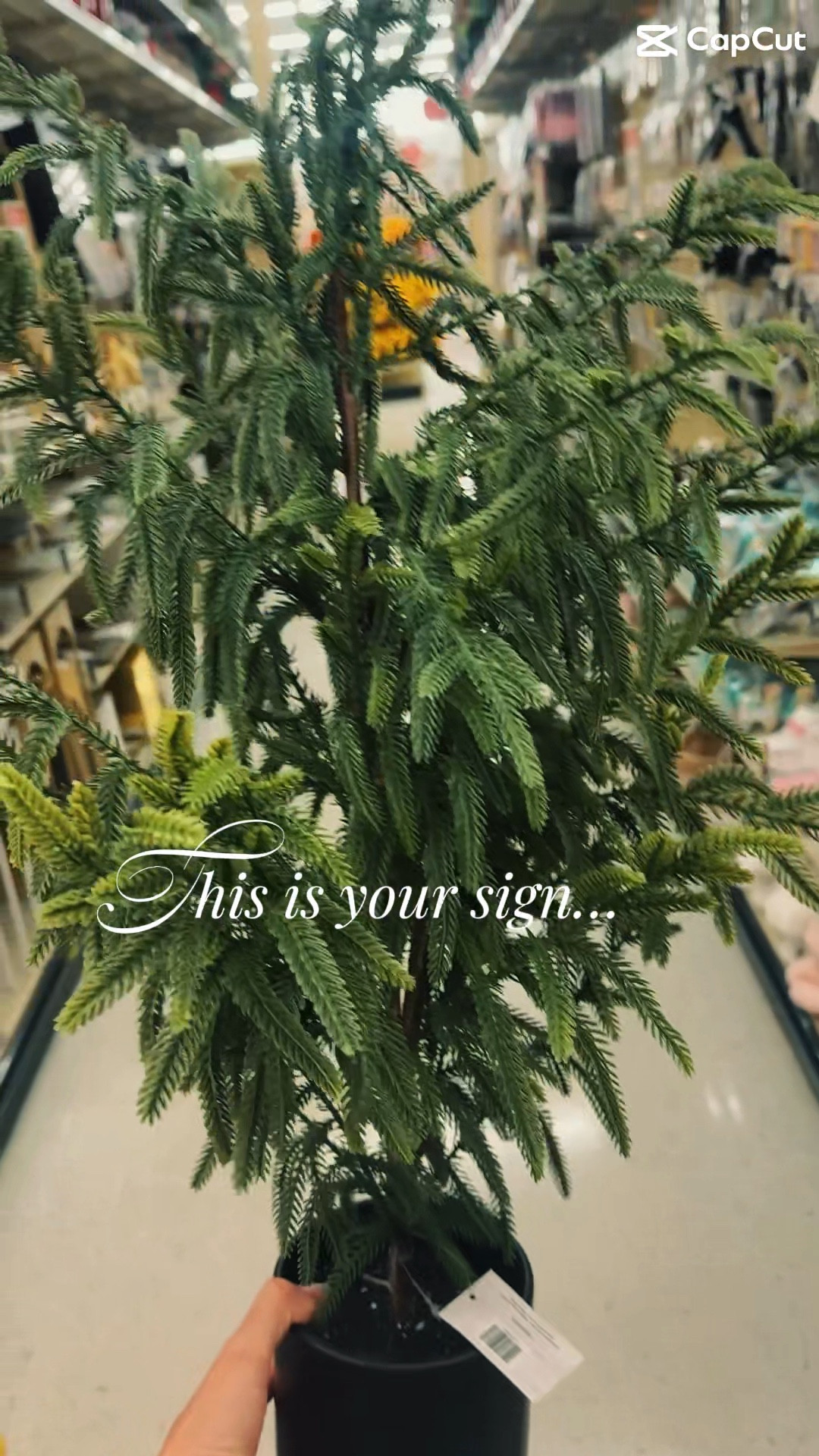 Fresh greens for less 🌿 We scored this distressed pot + faux tree at Hobby Lobby Norfolk for under $40. A simple swap that makes patios and mantels feel recharged and cozy. Organic textures + a touch of green = instant style boost. Tap link in bio to see more budget finds!

#StyledToSell #BudgetDecor #PatioStyle #CozyCorners

Save this reel for your next budget refresh!#LTKFallSale 

#LTKHome #LTKSeasonal