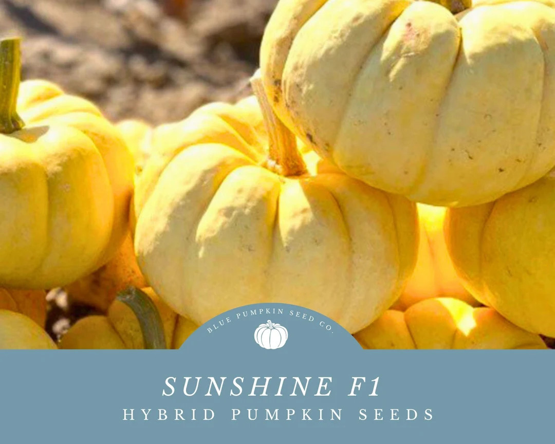 Sunshine F1 Pumpkin Seeds (treated) – Grow Your Own Sweet, Buttery Yellow Colored Mini Pumpkins... | Etsy (US)