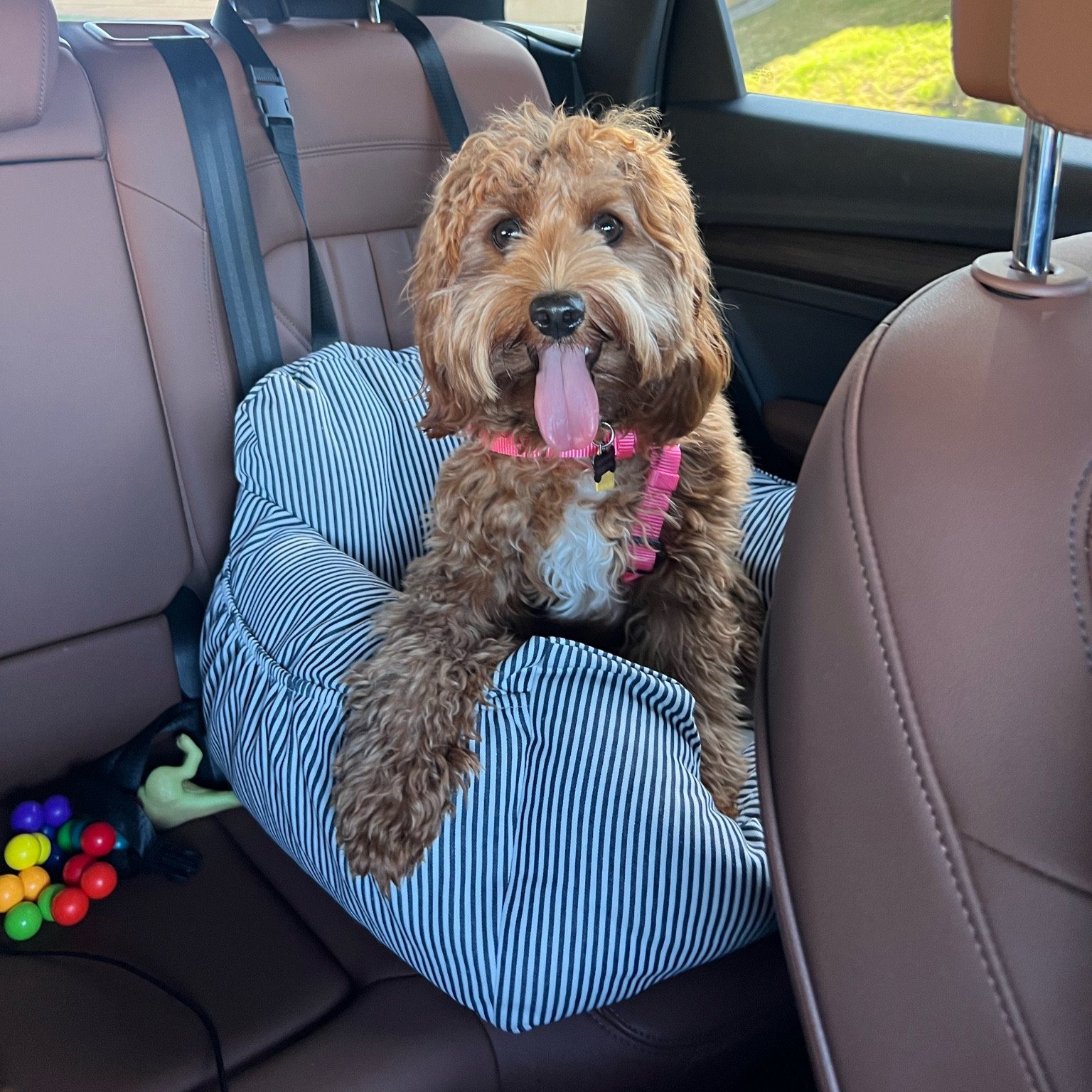 Dog seat, dog car seat

#LTKFamily #LTKHome