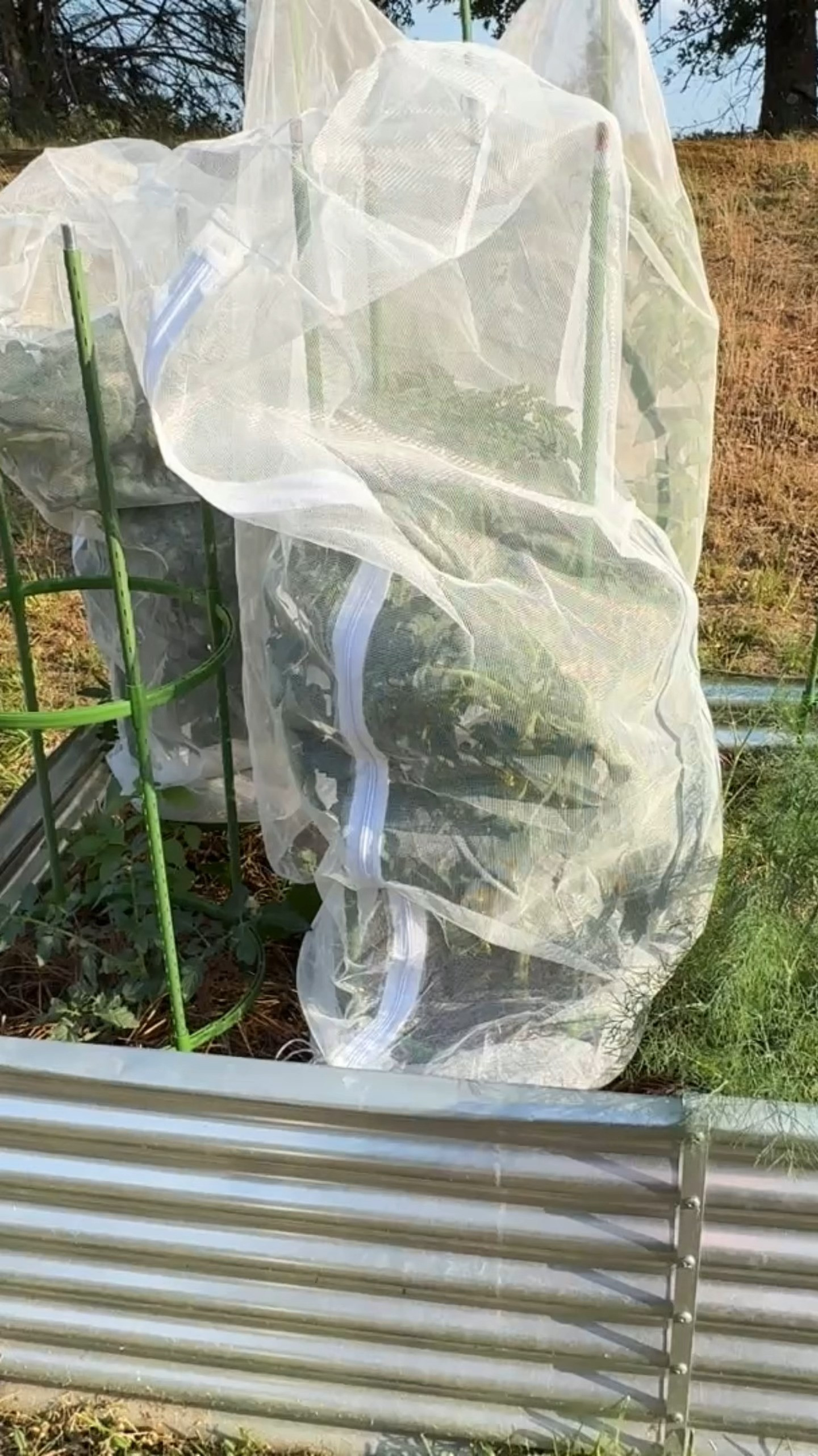 One of the most frustrating things about gardening is all of the pests. To keep the birds from getting to my tomatoes before I can, I cover them up with netting. This year I'm using netting with zippers. The zipper makes it easier to put them on and get access to the plants.
#gardening 

 #LTKSeasonal #LTKOver40 #LTKHome