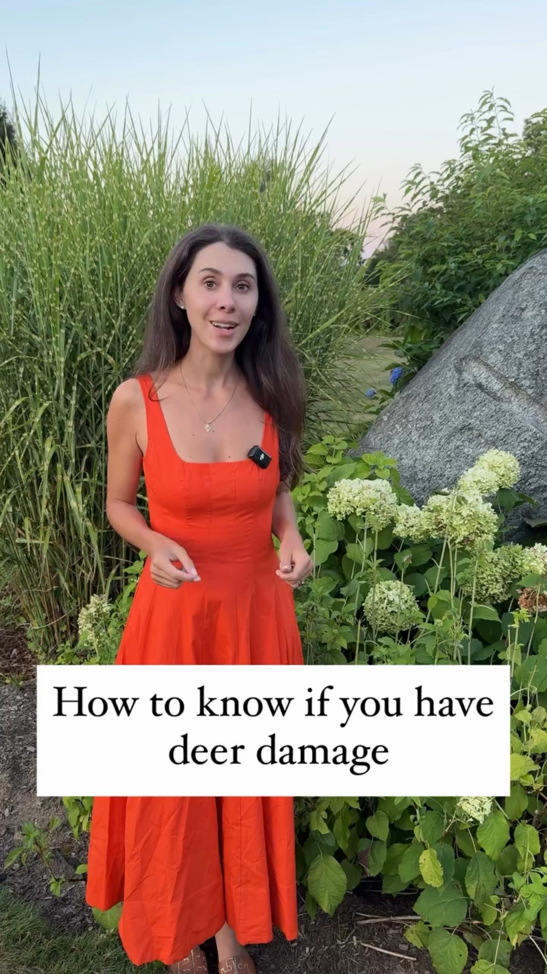 What is munching on my plants?!? It could be deer, it could be rabbits, it could be someone not paying attention with the lawn mower or weed whacker. Here’s how to tell what’s been snacking in your garden. #gardening #gardening101 #growyourownflowers #hydrangea #hydrangeaseason