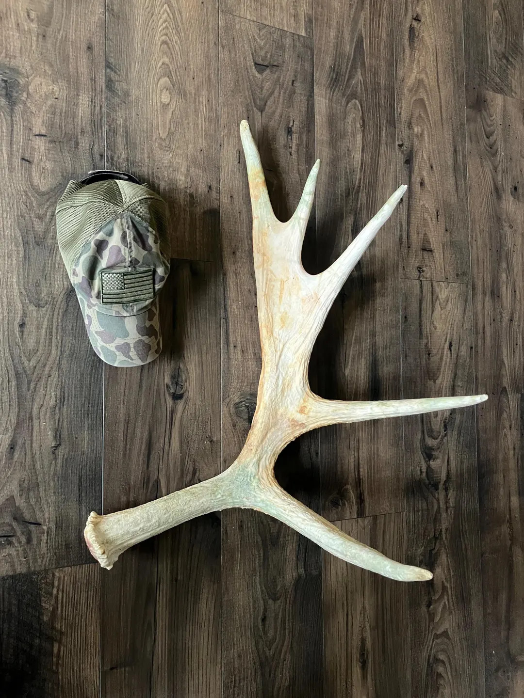 Large Maine Moose Shed! Moose Antler! Deer, Taxidermy, Man Cave, Crafts - Etsy | Etsy (US)