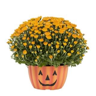 METROLINA GREENHOUSES 1 Gal. Orange Mum Chrysanthemum Mumkin Planter Perennial Plant (1-Pack) | The Home Depot