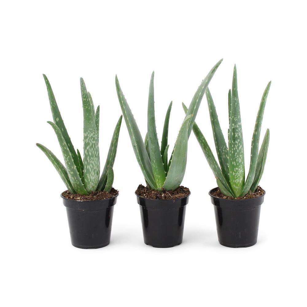 3.5 in. Succulent Aloe Vera Plant (3-Plants) | The Home Depot