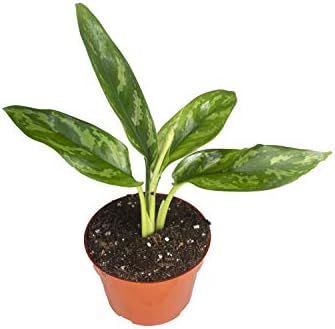 Agloenema Chinese Evergreen - 4'' from California Tropicals | Amazon (US)