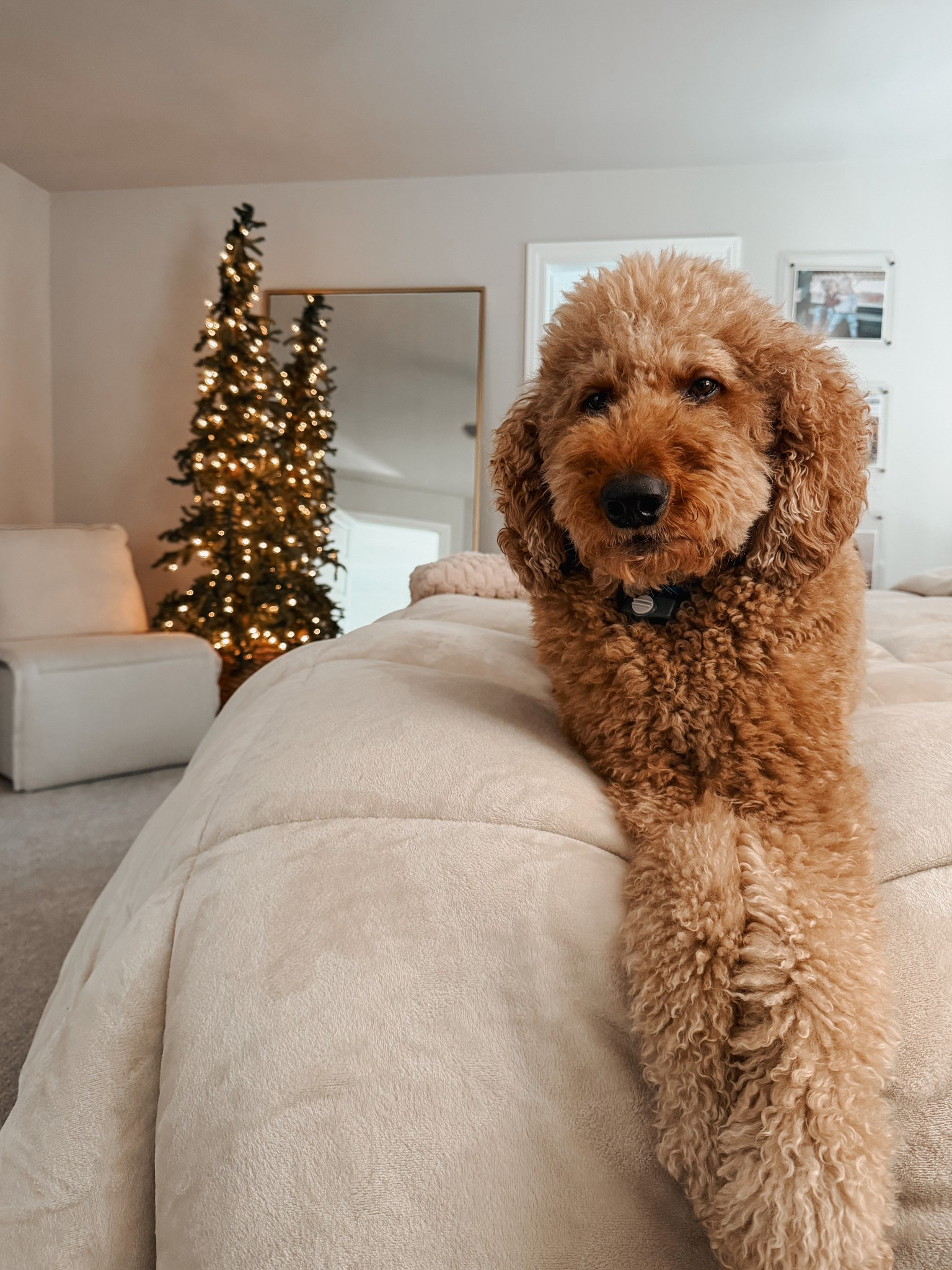 The comfiest comforter EVER! Plus there are so many styles and colors to choose from. I’ve linked mine here!

Comforter, Primary Bedroom, Bedding, Holiday Style, Guest Bedroom, Quilt, Neutral Decor, Home

#LTKGiftGuide #LTKHome