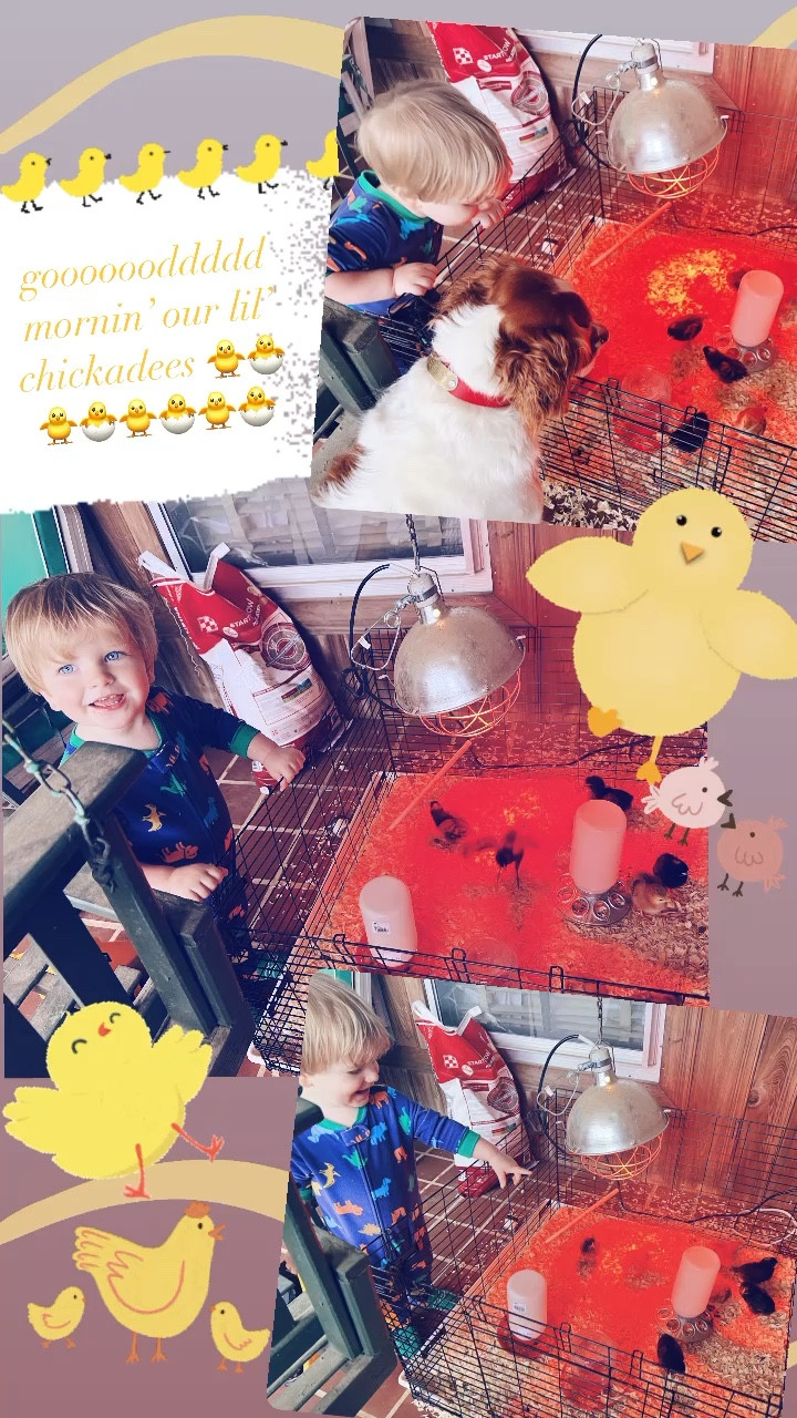 gooooooddddd mornin’ our lil’ chickadees 🐥🐣🐥🐣🐥🐣🐥🐣

#LTKSeasonal #LTKbaby #LTKfamily