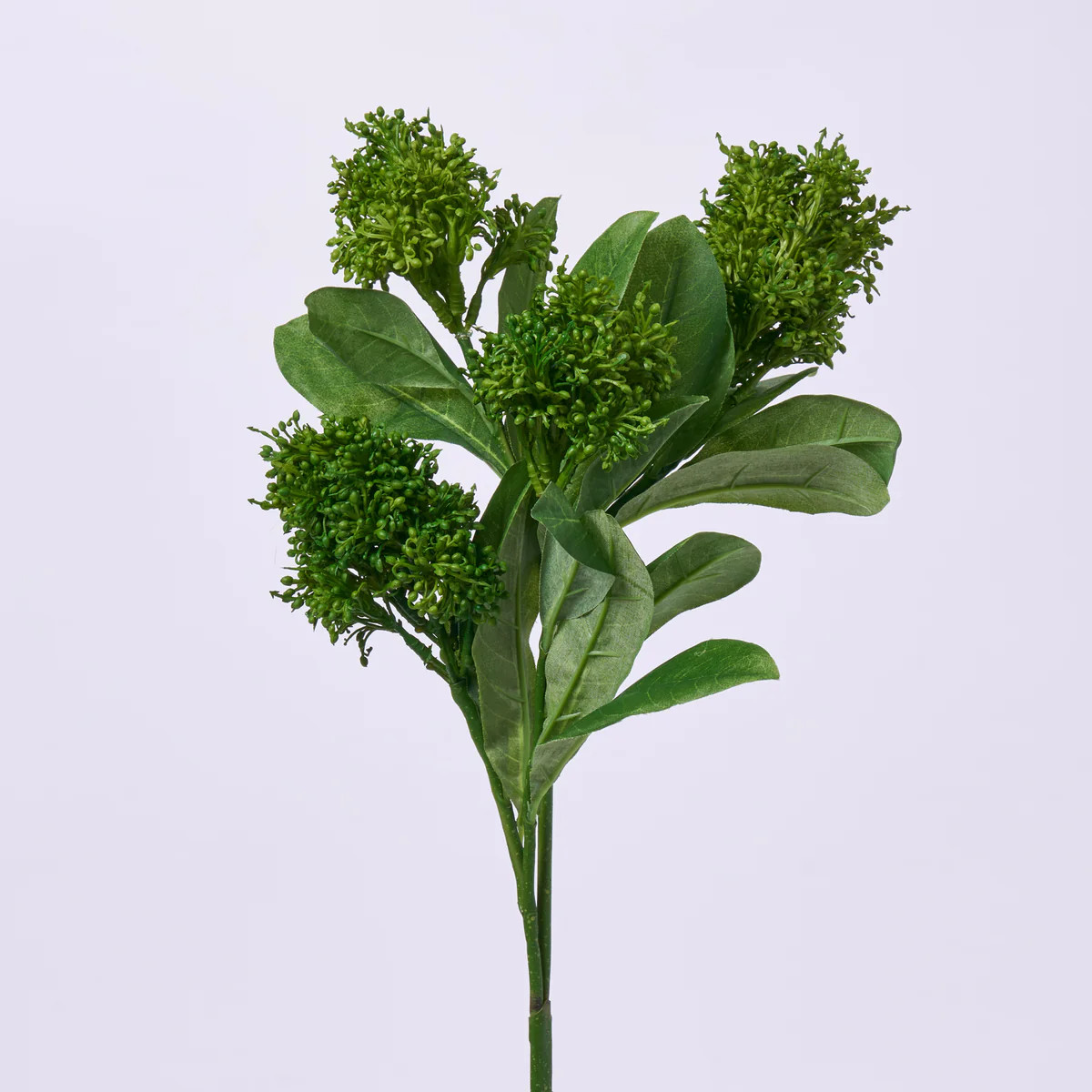 Green Skimmia Foliage All Seasons Greenery Seeding Branch Spray - 26" | Darby Creek Trading