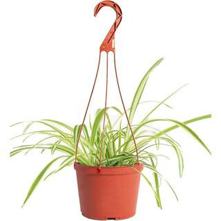 Spider Plant Live Indoor Plant, Easy Care Air Purifying Hanging Houseplant in 6 in. Grower Pot with Hanger | The Home Depot