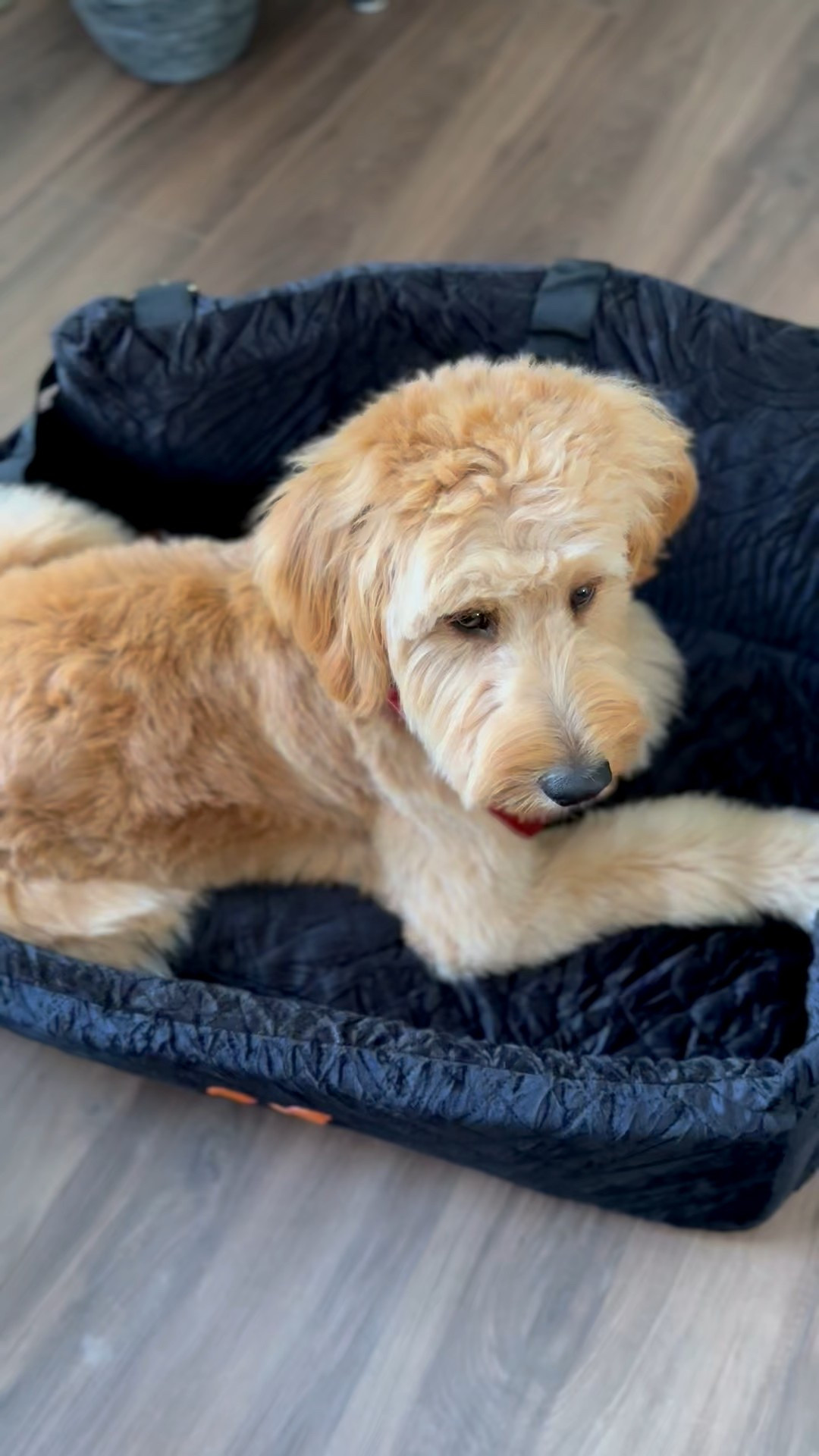 Ordered a bigger car seat for Russell, think he likes it!🥹🐾…love that it keeps him safe a buckled in. We used it recently on a road trip and it came in handy as he slept in too!

#LTKPets #LTKFindsUnder100 #LTKTravel