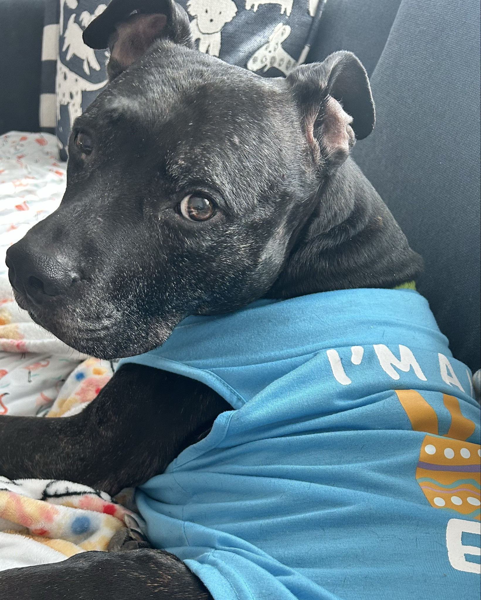 Zuma’s Easter shirt from Chewy 🐰

True to size, soft material, and easy to put on — which is important because he only cooperates for snacks.

Perfect for Easter baskets, spring photos, or if you just like dressing your dog like I do. @Chewy 

#LTKmomlife #LTKSeasonal #LTKdayinmylife