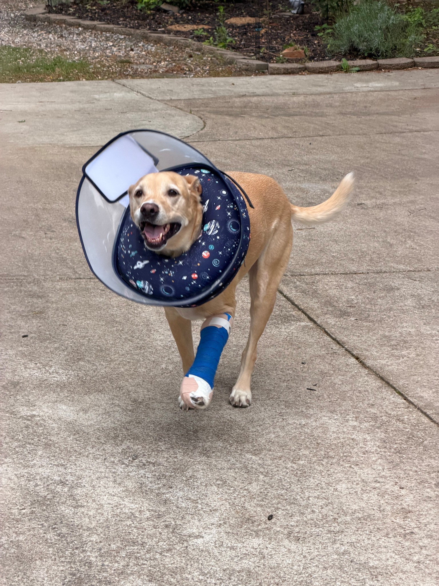 Poor baby broke his toe! 4 weeks down two to go! So thankful for this comfortable cone to help out! 