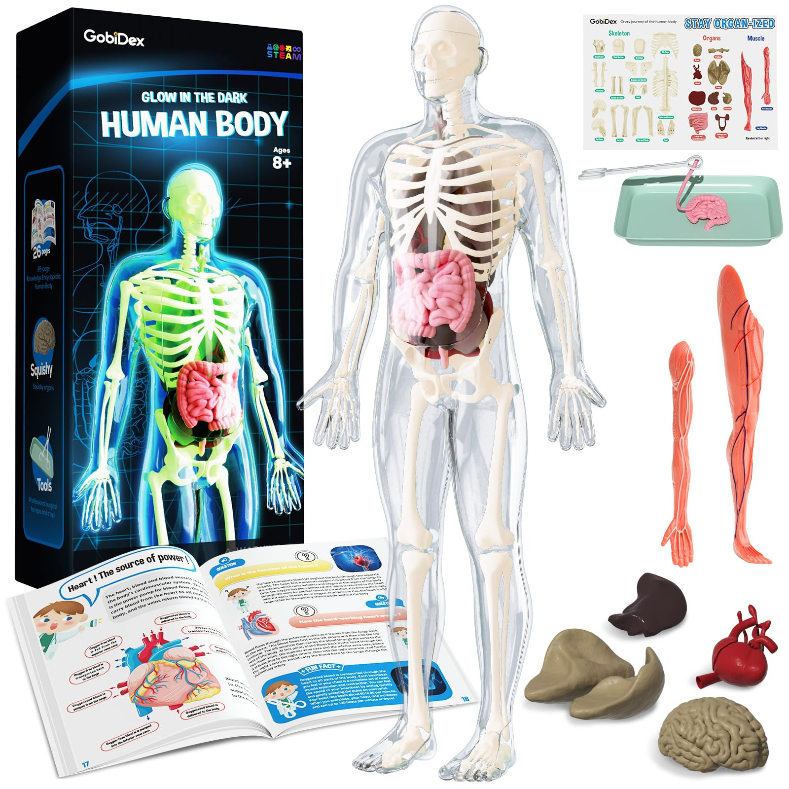 GobiDex Human Body Skeleton Model Kits, 40 Piece Anatomy Figure,Glow in The Dark Bones Interactiv... | Amazon (US)