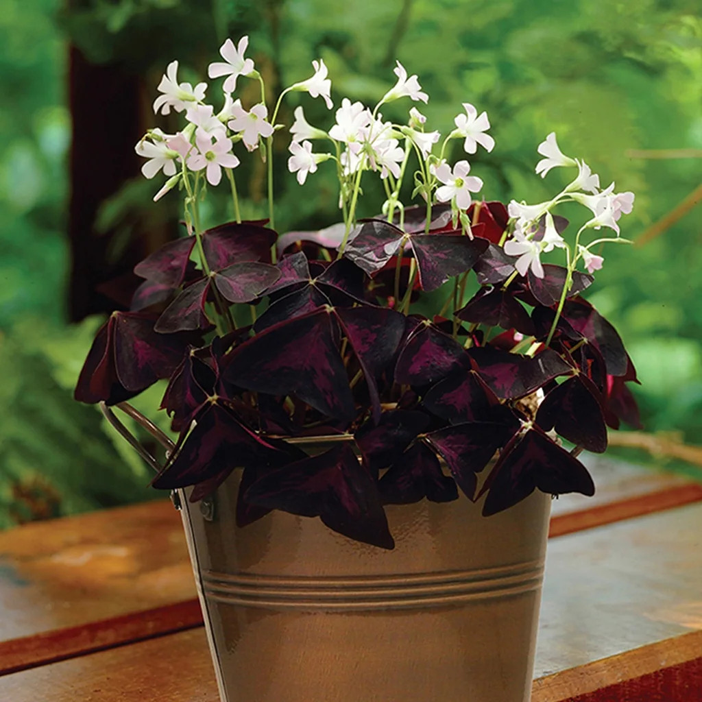 Van Zyverden Oxalis Kit with Artisan Decorative Planter | Bed Bath & Beyond