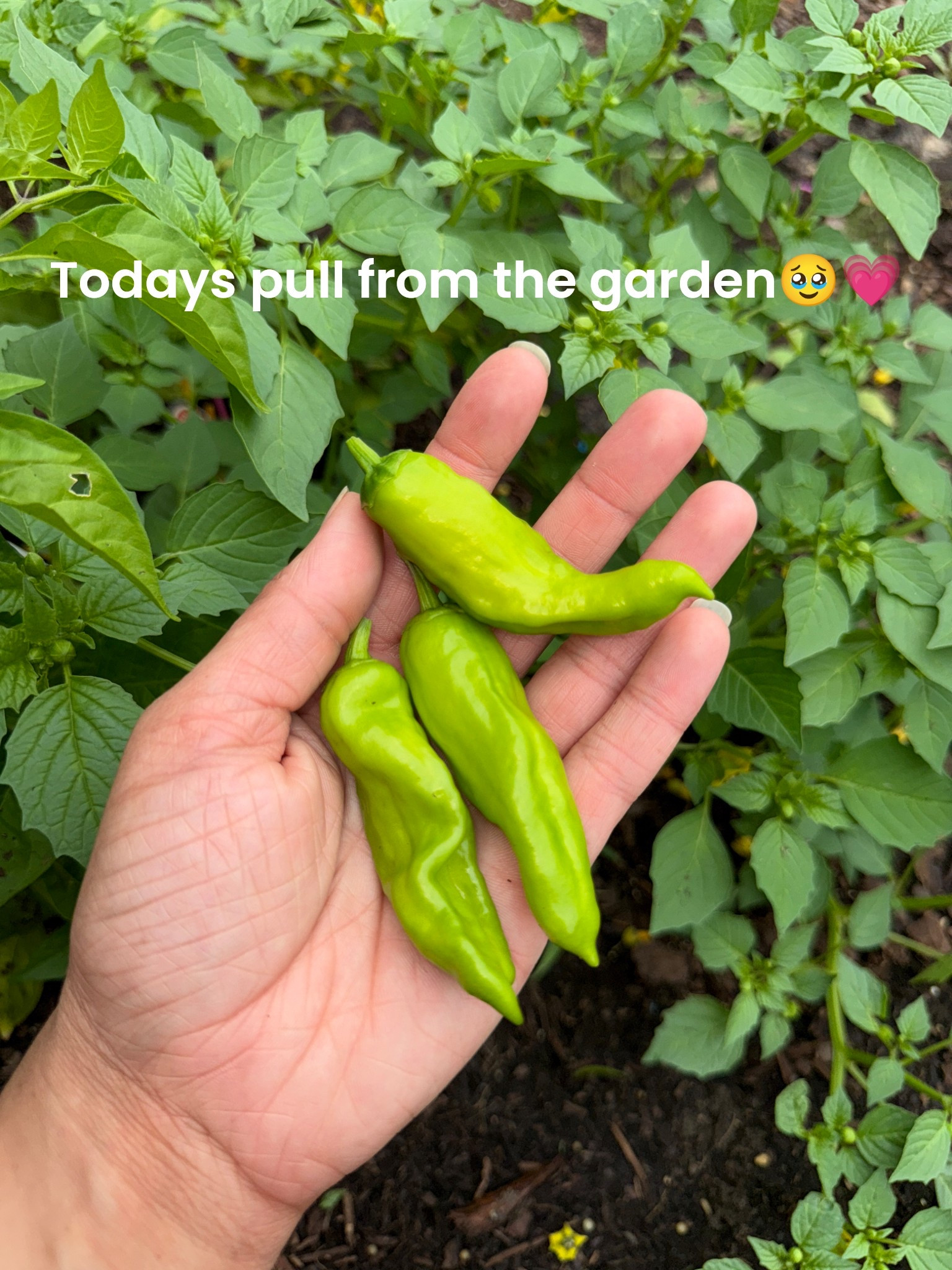 This is your sign to start your garden🥹 I’m loving it!!💗💗💗🪴 

Gardening 
Garden diaries
Simply Madisynn 
Plants 
Soil 
Peppers 

#LTKHome #LTKSummerEdit #LTKFindsUnder50