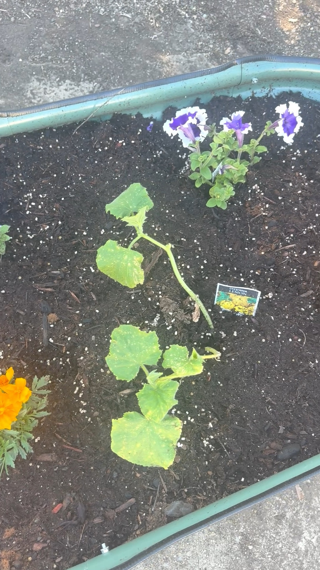 #ad Obsessively checking on my cucumber plants has become my new favorite pastime ❤️😁 This raised garden bed from @Wayfair is a must! I just ordered another one and I’m going to plant more cucumbers and tomatoes and have a trellis!! #outdoor #wishyouwerehere #wayfair #wayfairpartner

#LTKmorningroutine #LTKHome #LTKSaleAlert