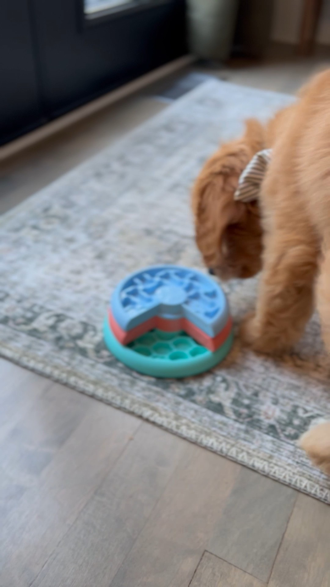 Russell loves his enrichment puzzle, keeps him entertained and mentally stimulated 🐾☺️

#LTKPets #LTKFindsUnder50 #LTKHome