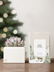 Holiday Glow Garden | Lula's Garden