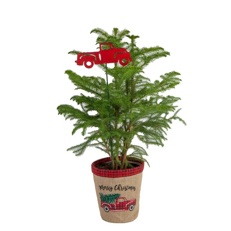 Holiday Time Live Indoor 18in. Tall Green Norfolk Island Pine Plant in 6in. Burlap | Walmart (US)