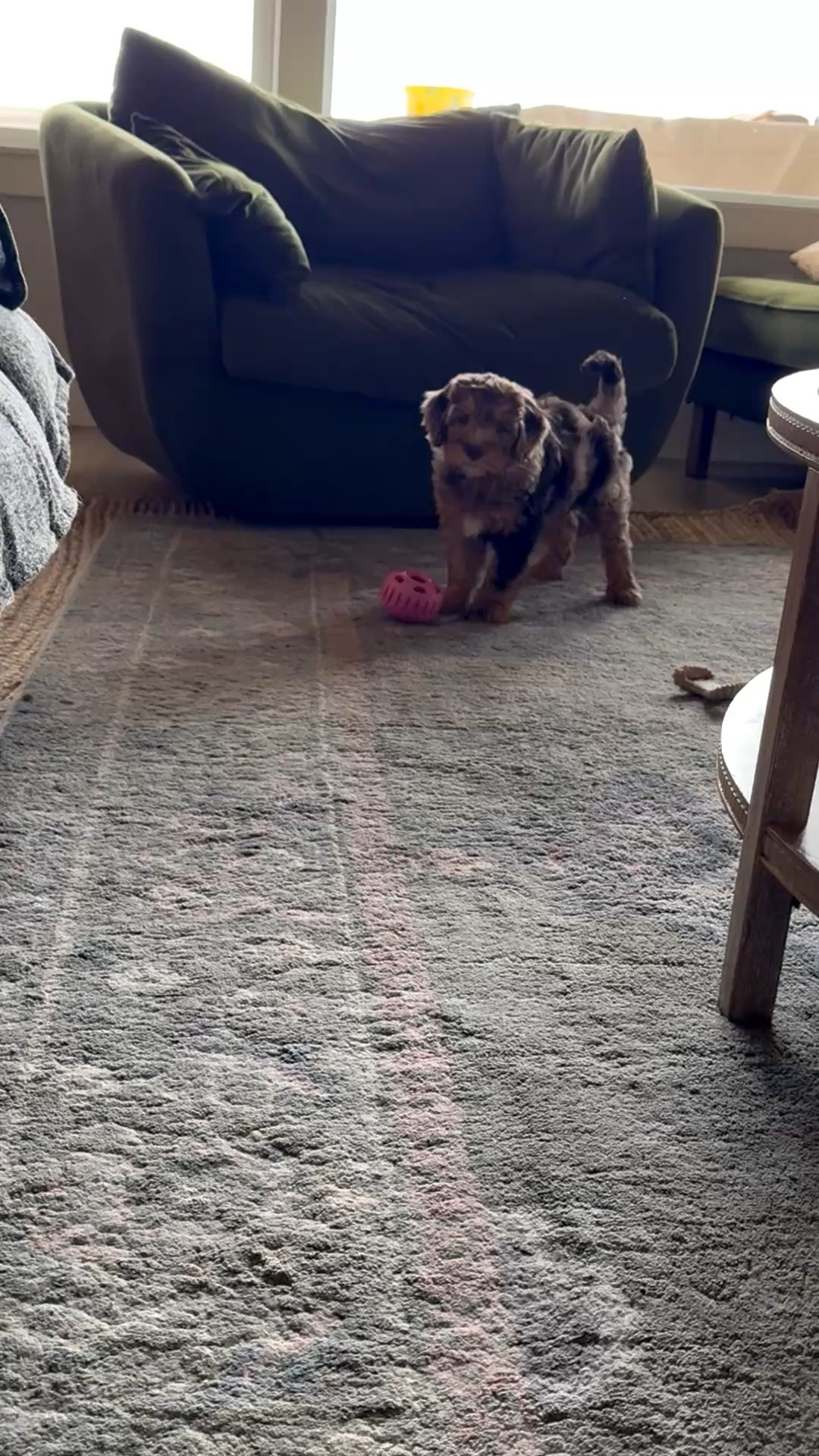 Ok I love a busy toy! He found his sisters woof pupsicle and he’s been busy 😂

#LTKHome #LTKU #LTKdayinmylife