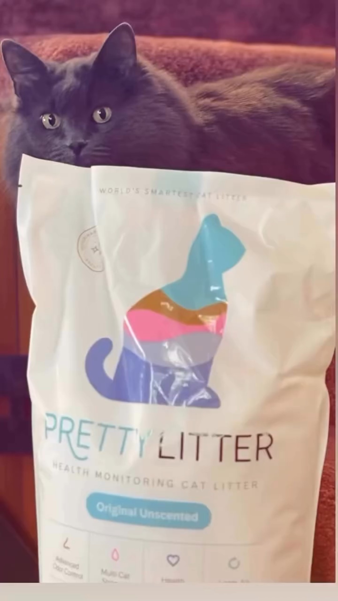 #sponsored Azzy agrees that every pretty cat deserves Pretty Litter! 💖 She loves feeling fabulous while helping mom keep an eye on her health — beauty and brains in one purrfect package! 🐾✨ Go to prettylitter.com and use code PUDDIN20 to get 20% off your first order. Link in bio! #prettylitter #prettylittercats #prettylitterkitty @prettylitter