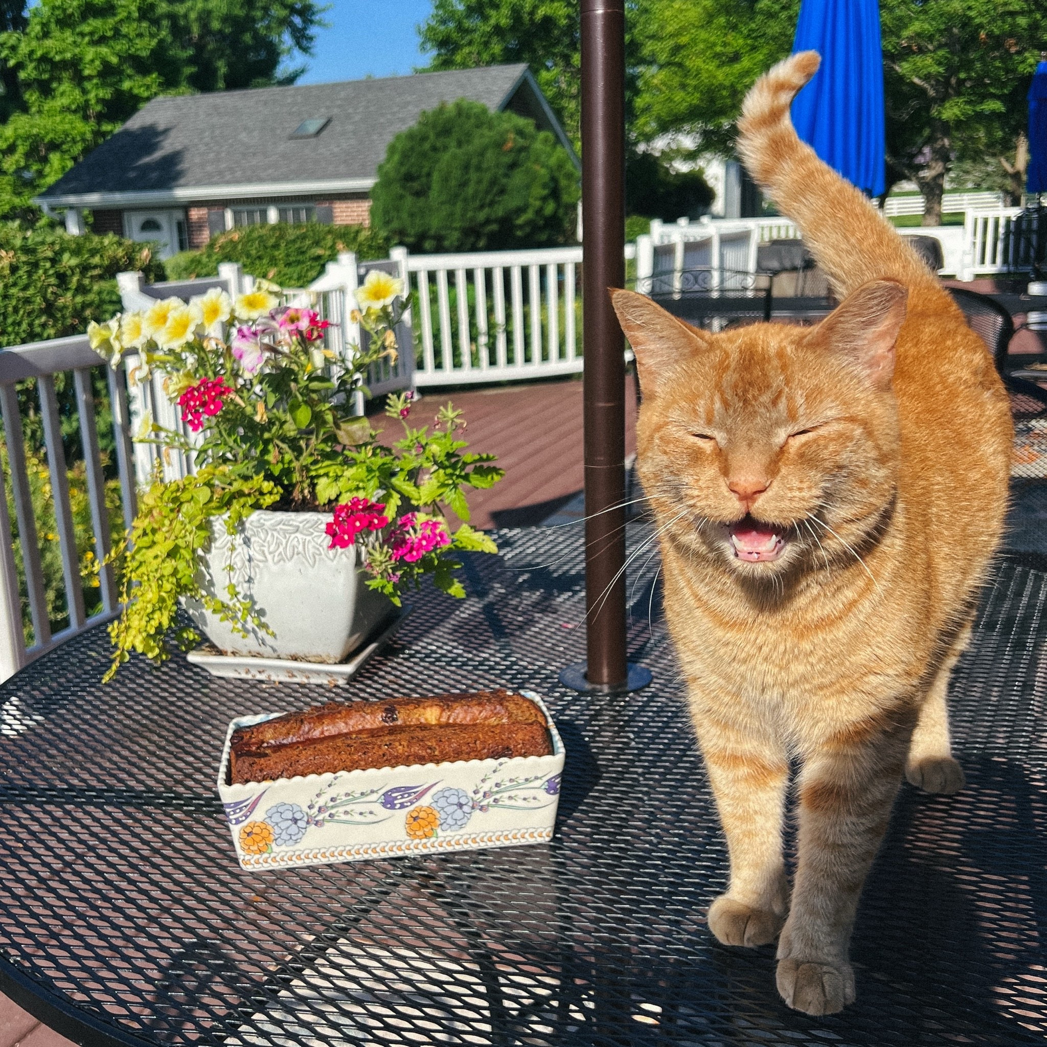 Banana Bread & Goober The Farm Cat 🐈🍌🍞

My loaf pan was from @Anthropologie 🧡
I also linked our cobalt blue table umbrella’s! ☂️

#LTKfoodie #LTKdayinmylife #LTKmorningroutine