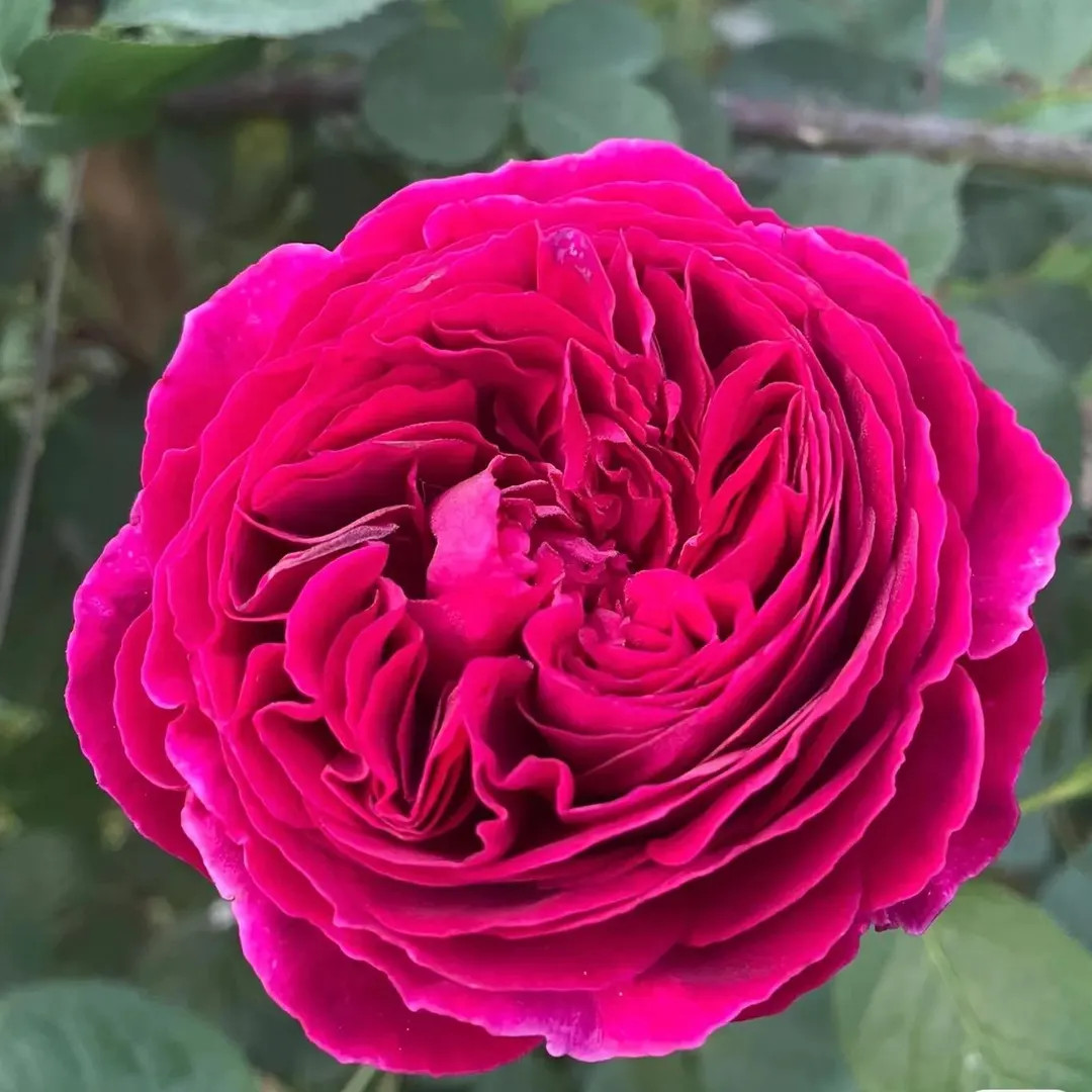 Chartreuse de Parme Rose 帕尔玛修道院 - Delbard's "First Fragrance" - Intense Magenta Purpl... | Etsy (US)