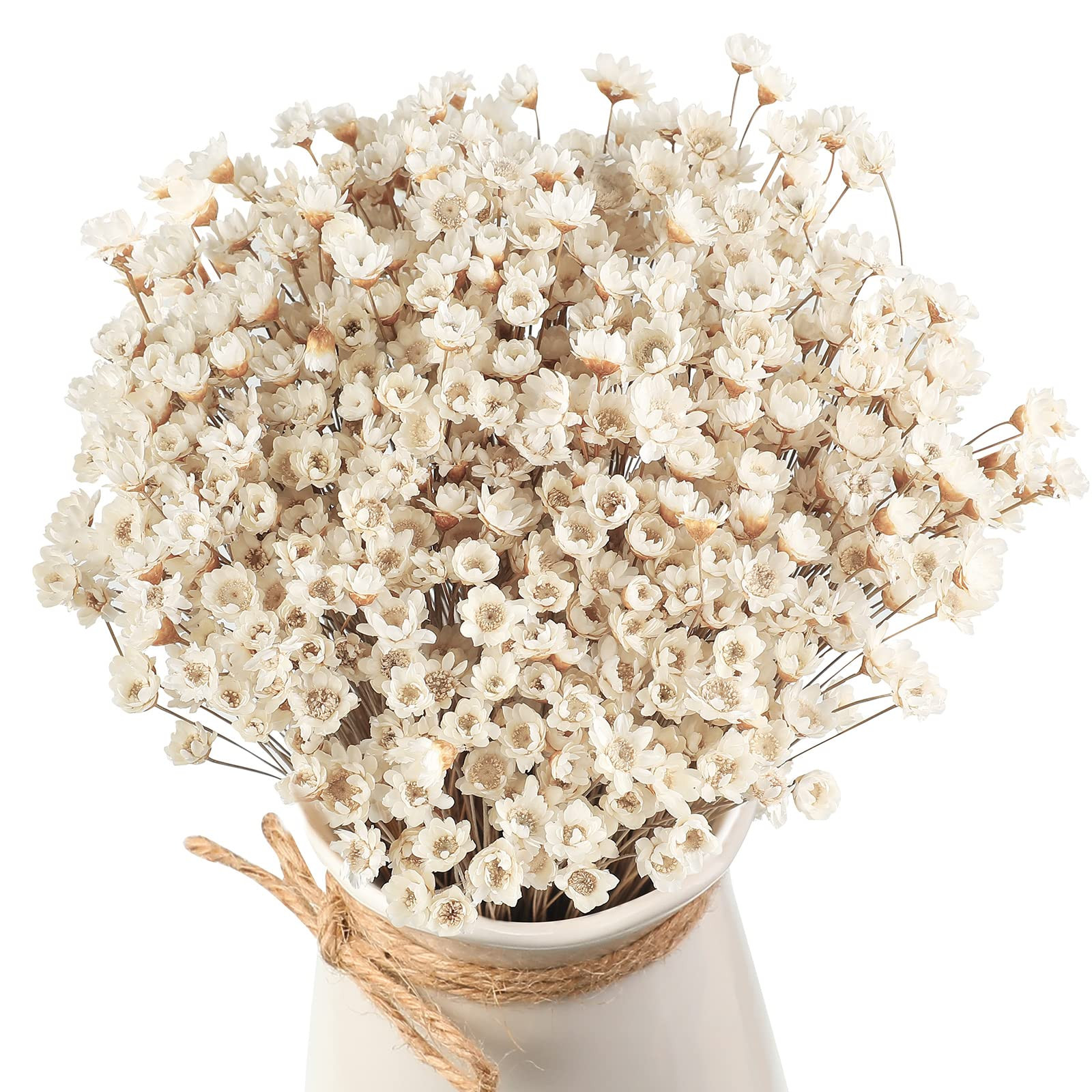 500 Pcs Natural Dry Flowers Mini Chamomile Small Star Daisy Dried Flowers Decorative White Daisy ... | Amazon (US)