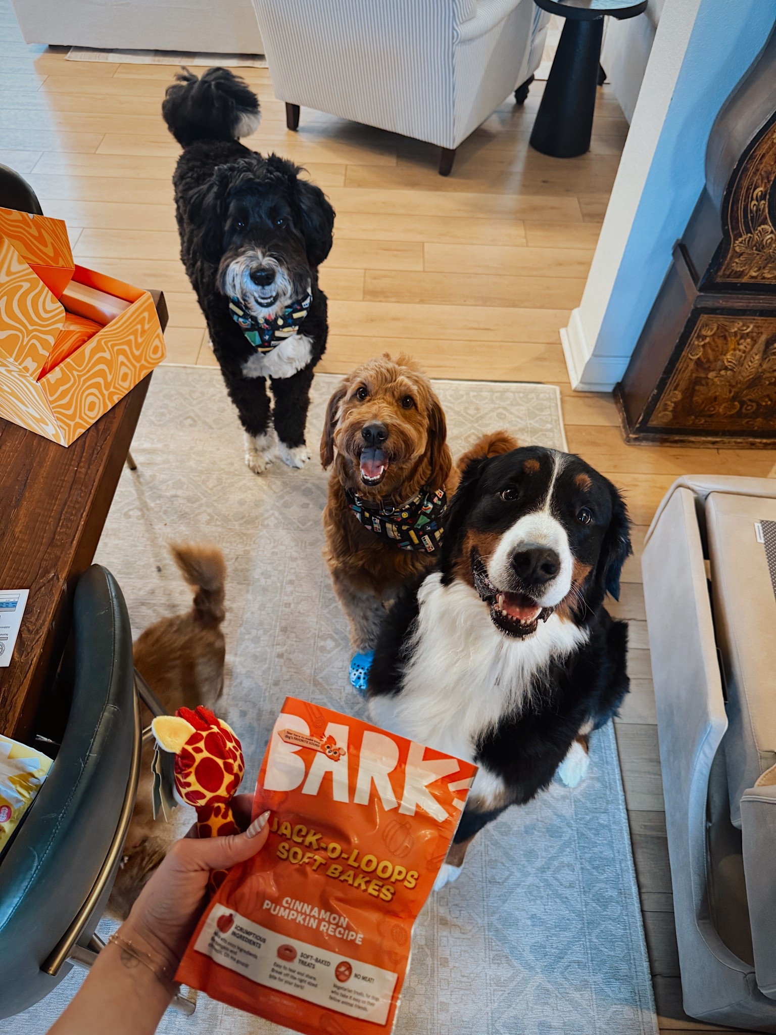 🚨 FREE DOGGIE CROCS! 🚨 when you subscribe to Barkbox (just the easiest way to get some serious happy tails) you get a free pair of dog crocs and I cannot express the cuteness enough plus just the practicality for those hot or cold sidewalks. Amazing treats, the best quality toys and very happy pups monthly :) limited time offer! #ad #barkpartner #shopdog @bark 

#LTKFindsUnder100 #LTKPets #LTKSeasonal