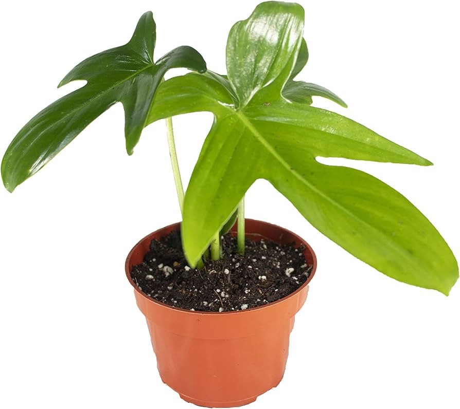 Philodendron Pedatum - 4" from California Tropicals | Amazon (US)