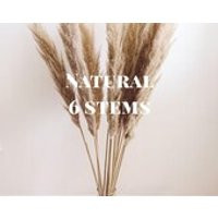 PAMPAS GRASS Beige 6 pcs Dried Grass 44 tall Cortaderia Selloana Wedding Decor Home Decor Bohemian Dried Plant Thanksgiving | Etsy (US)