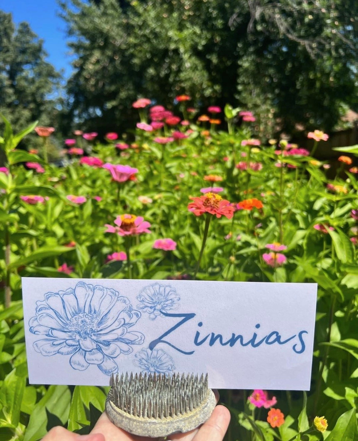 These are the bulk zinnia seeds I’ve been using for a few years now 🌸 they never disappoint!!

#LTKSeasonal #LTKHome #LTKSaleAlert